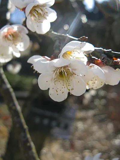 中国有国花吗,中国有国花吗为什么