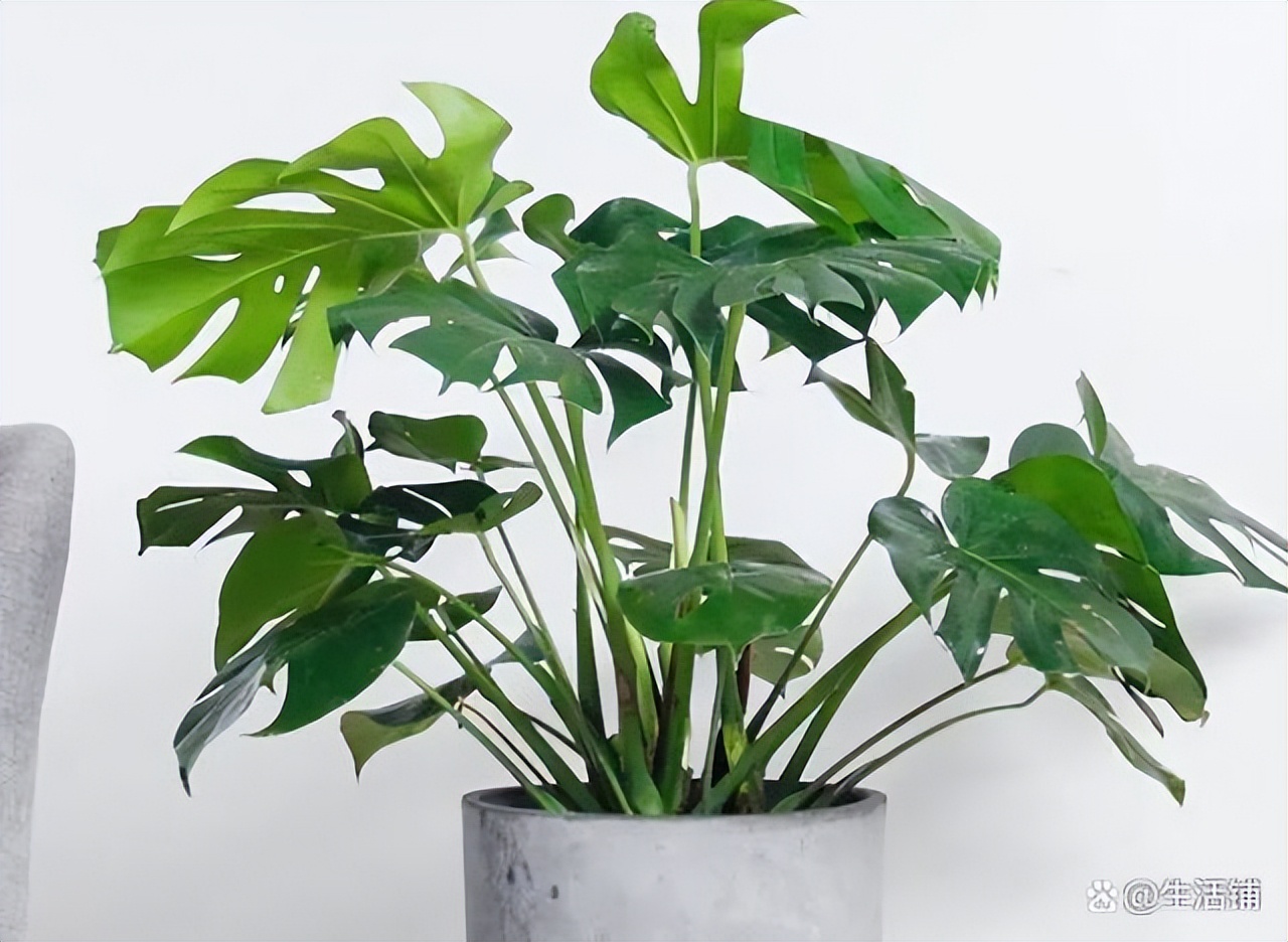 龟背竹的气根怎么处理视频,龟背竹的气根怎么办