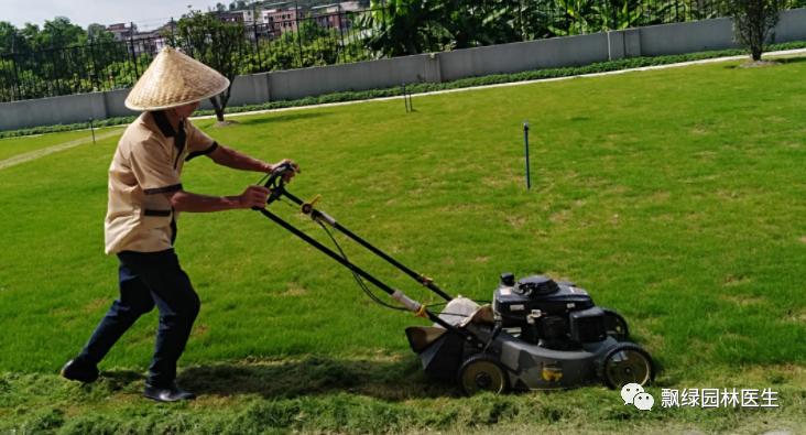 草坪发黄发枯是什么原因,草坪出现枯黄病怎么治理