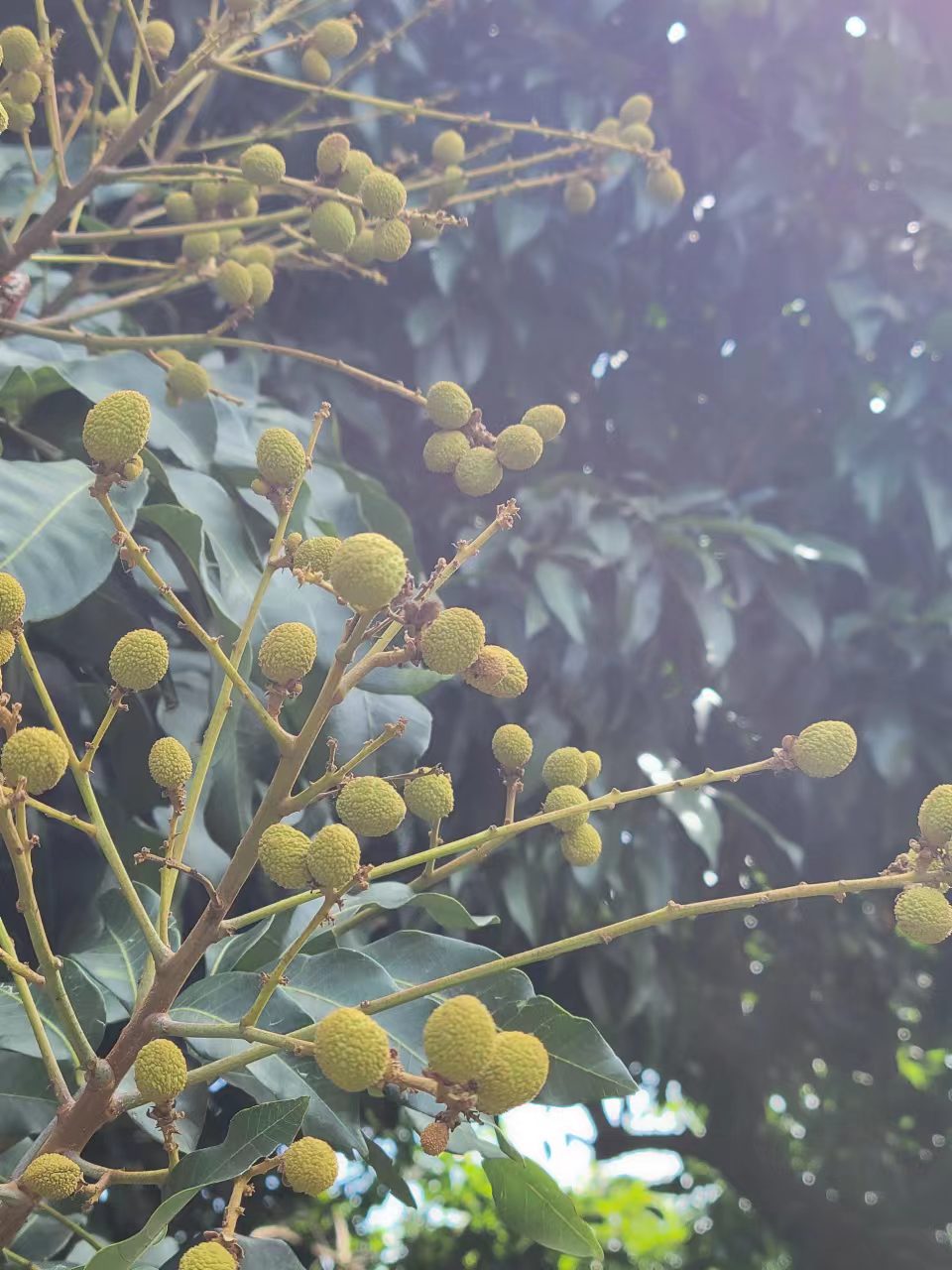 周末邀朋友小聚休闲享受周末,周末三五好友小聚喝茶品美味