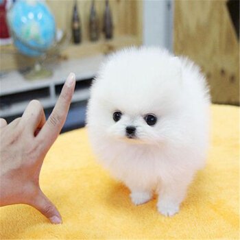 十大最萌宠物狗排行,最萌的宠物狗是什么品种