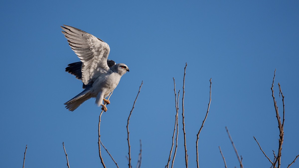 更轻、更锐、手持更稳适马60-600mmF4.5-6.3DGDNOS微单版镜头评测
