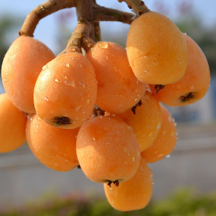 载酒西园醉枇杷一树金,东园载酒西园醉的下一句