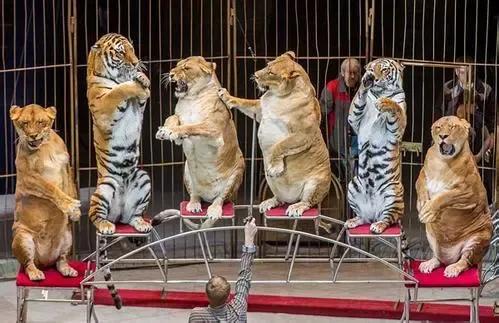 狗子去动物园看见老虎的反应,老虎见到狗子和狗子的反应