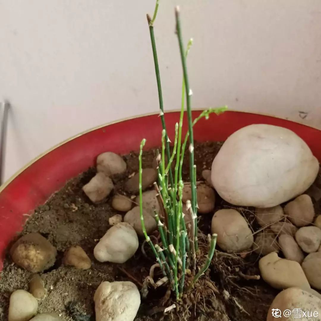 给花剃头,发财树剃光头后发了新芽长不大