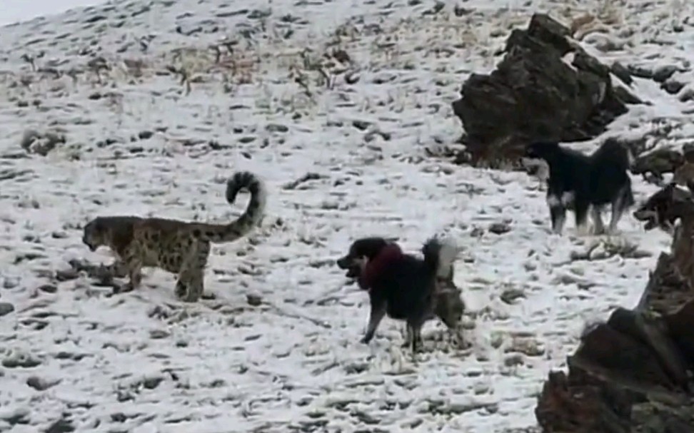 川藏线遇到流浪犬,川藏线为什么那么多流浪狗