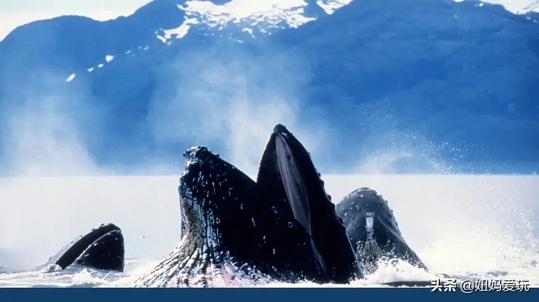 带你真切看人间的宝藏纪录片top10,十一长假适合带孩子看的纪录片