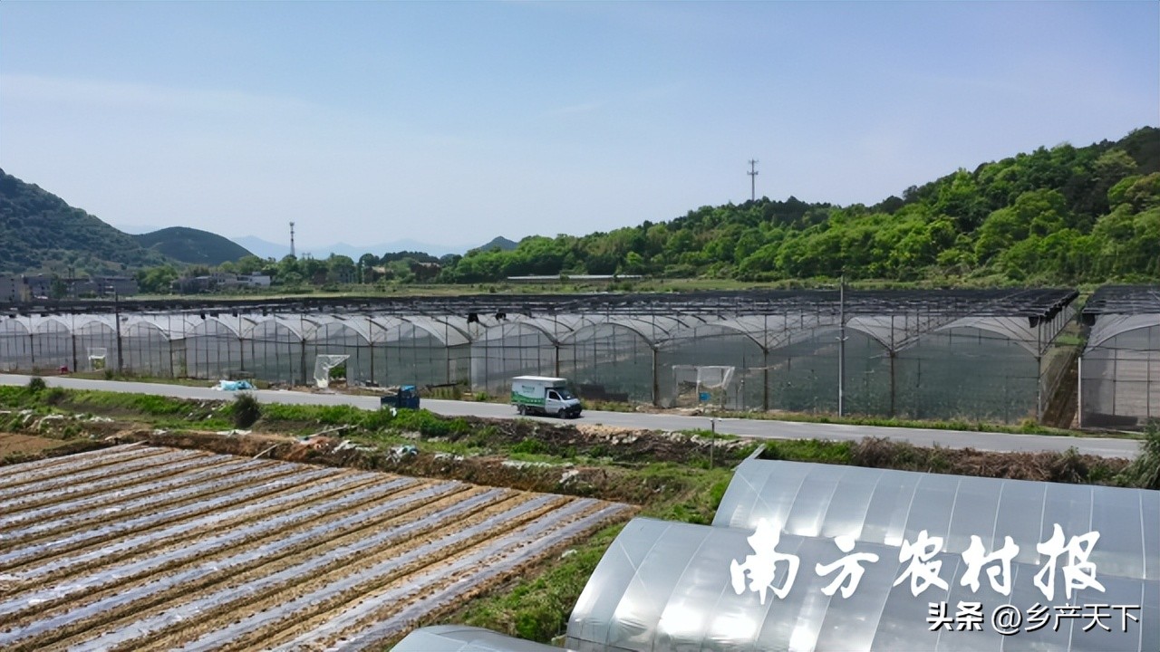 冯毅:菜东家成为农产品供应链的“独角兽”