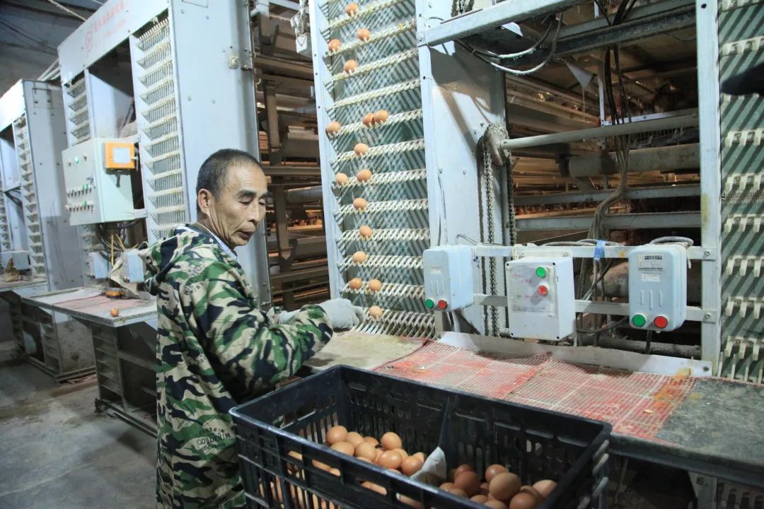 *党**建+乡村振兴|从年产优质鸡蛋180万斤到360万斤！东升村有个“大计划”