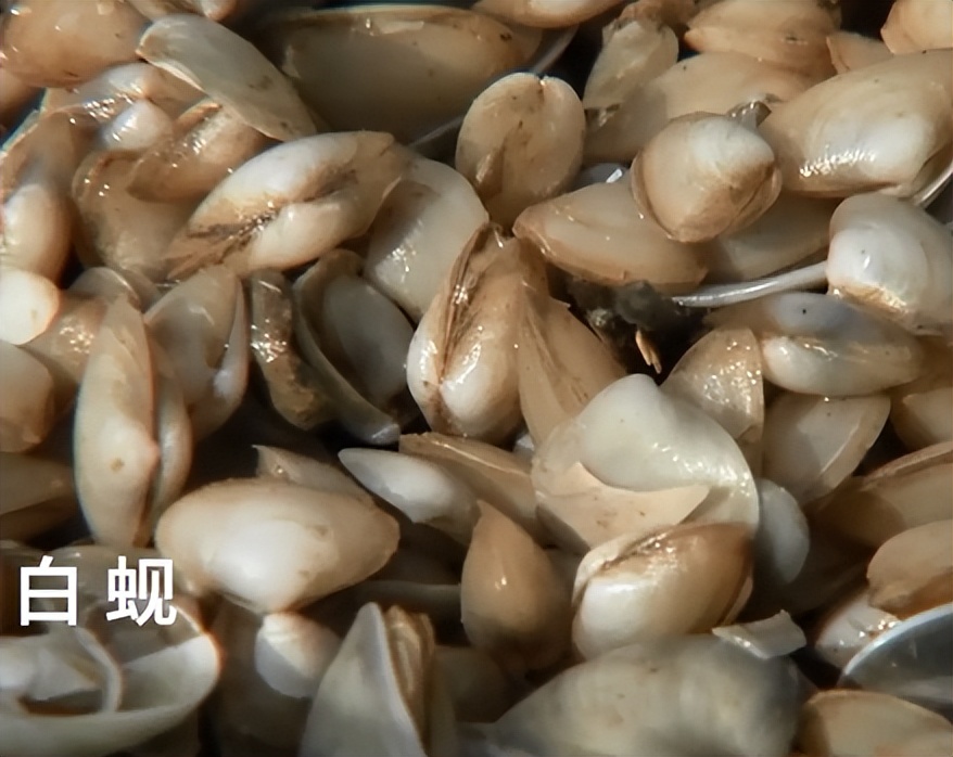 广东小伙子养黄油蟹,中国养殖黄油蟹