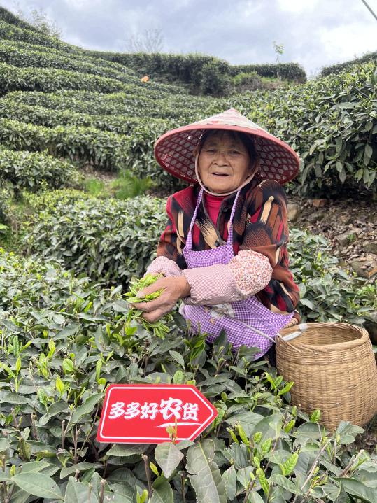 借力新电商，四川雅安“千年贡茶”走出大山