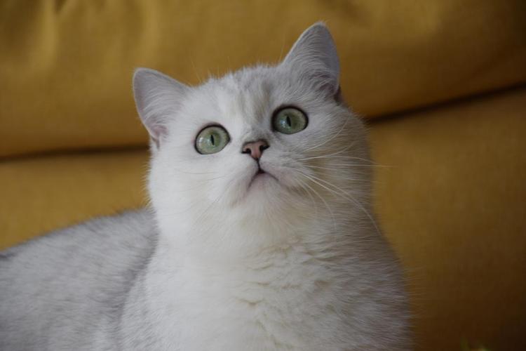 银渐层优势,银渐层战斗力为什么那么高