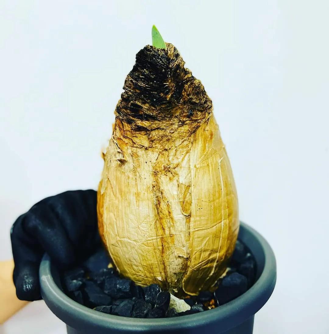 女子8年种多肉成多肉界天花板,100种多肉造型图