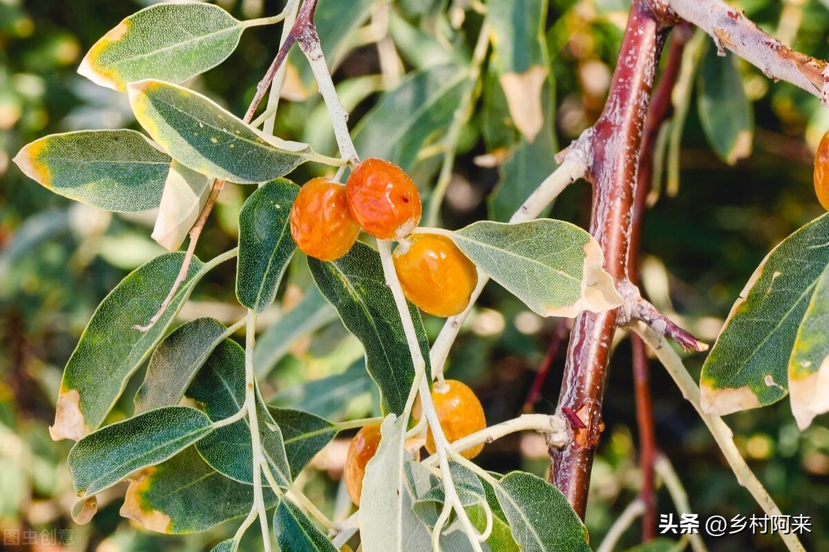 南方红枣和北方大枣的差别,大枣的特点