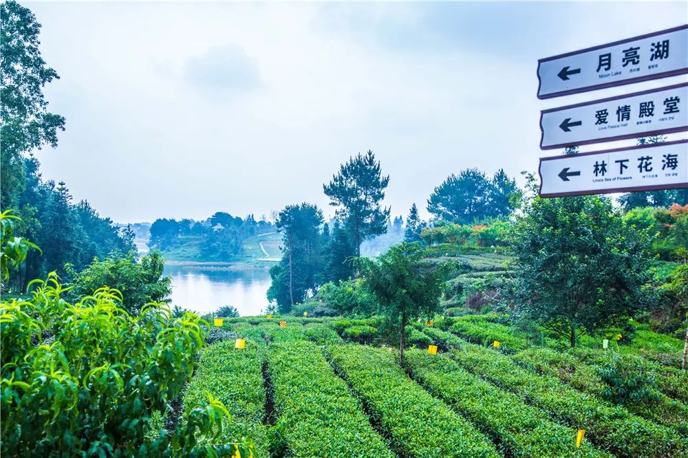 非遗奇遇记端午赛龙舟,端午节赛龙舟比较有特色文艺活动