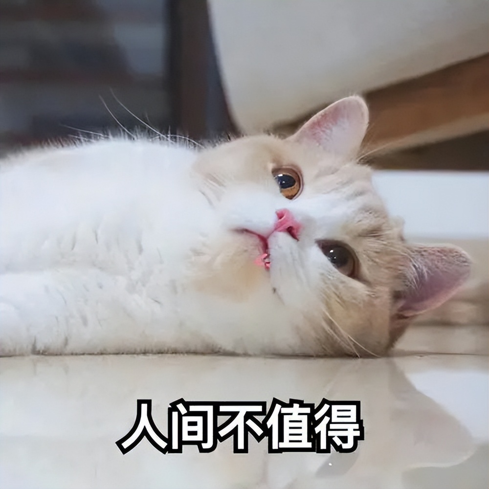 劝告很多人养猫后患上了这几种病,对猫发出警告应该怎么叫
