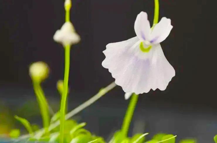 狸藻花图片大全,可爱的狸藻花图片