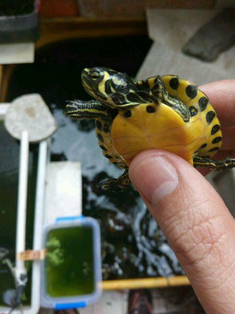 巴西龟饲养套餐超豪华版,巴西龟幼龟吃什么食物大全