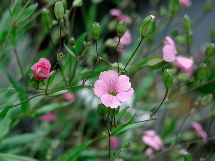 150种常见药用植物大全,150余种常见药用植物花期组图
