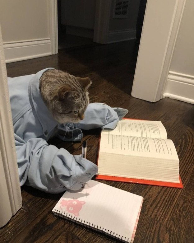 盘点那些奇怪的小猫咪搞笑的日常,盘点那些奇怪的小猫咪