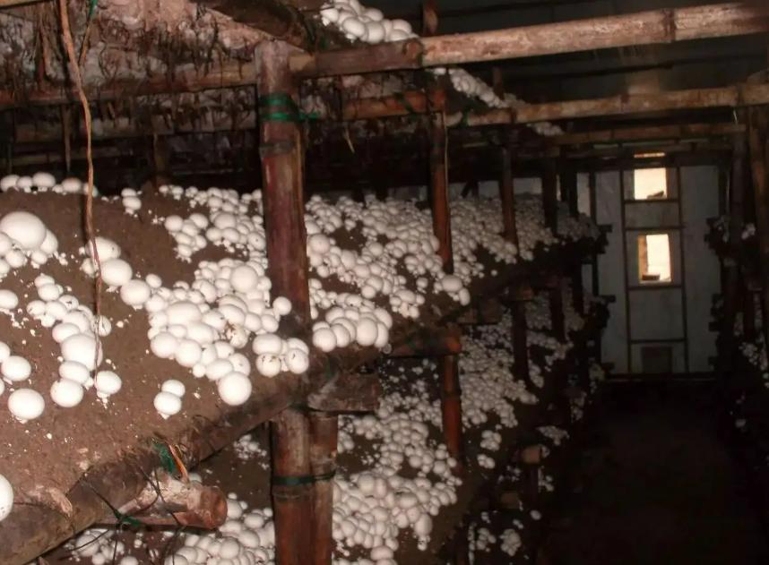 日本乡村两夫妻种菜,日本夫妇用木屑种黄瓜