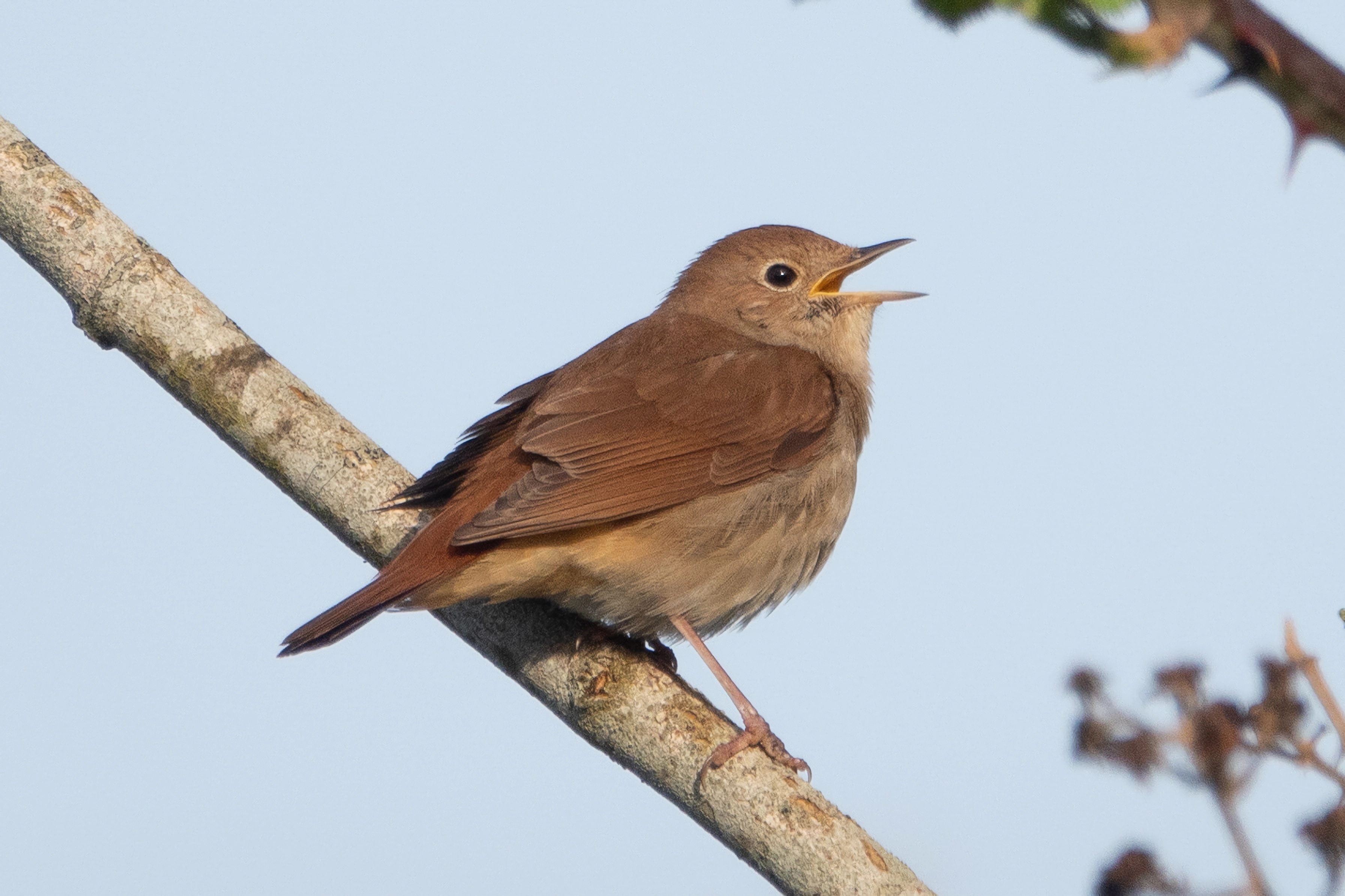 鸟类世界探秘,探秘宠物