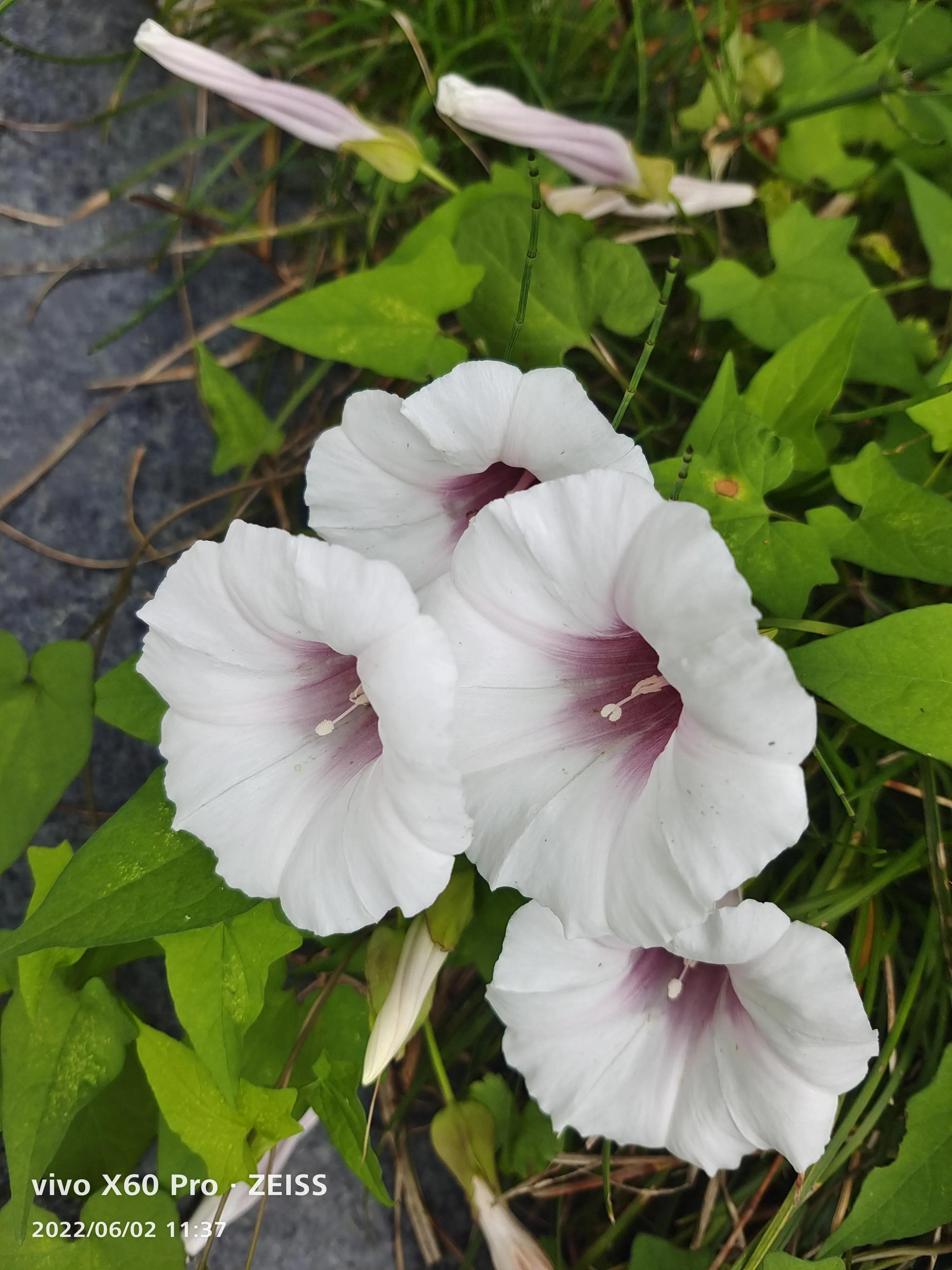 疏影日记之忠实记录生活6.5