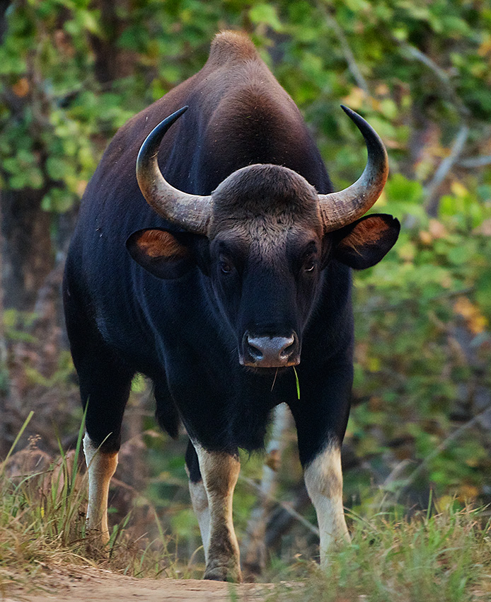 云南野外惊现濒危牛魔王,云南野生牛魔王