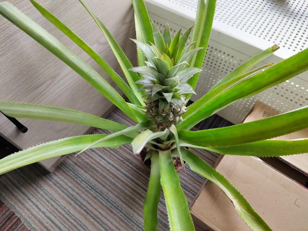 阳了以后胸闷气短,阳了以后头昏昏沉沉是怎么回事