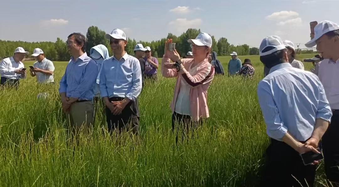 绿草原小肥羊,内蒙古草原羊草