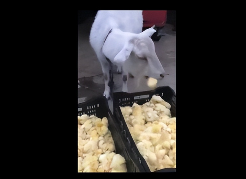 自然界中有哪些被自身蠢死的动物,自然界最会伪装的十种动物