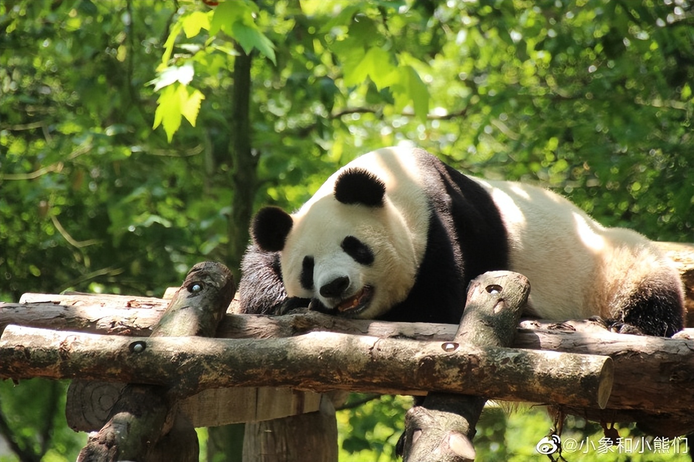 不高的高高和他不白的老婆白云——91年出生的童颜女神大熊猫白云
