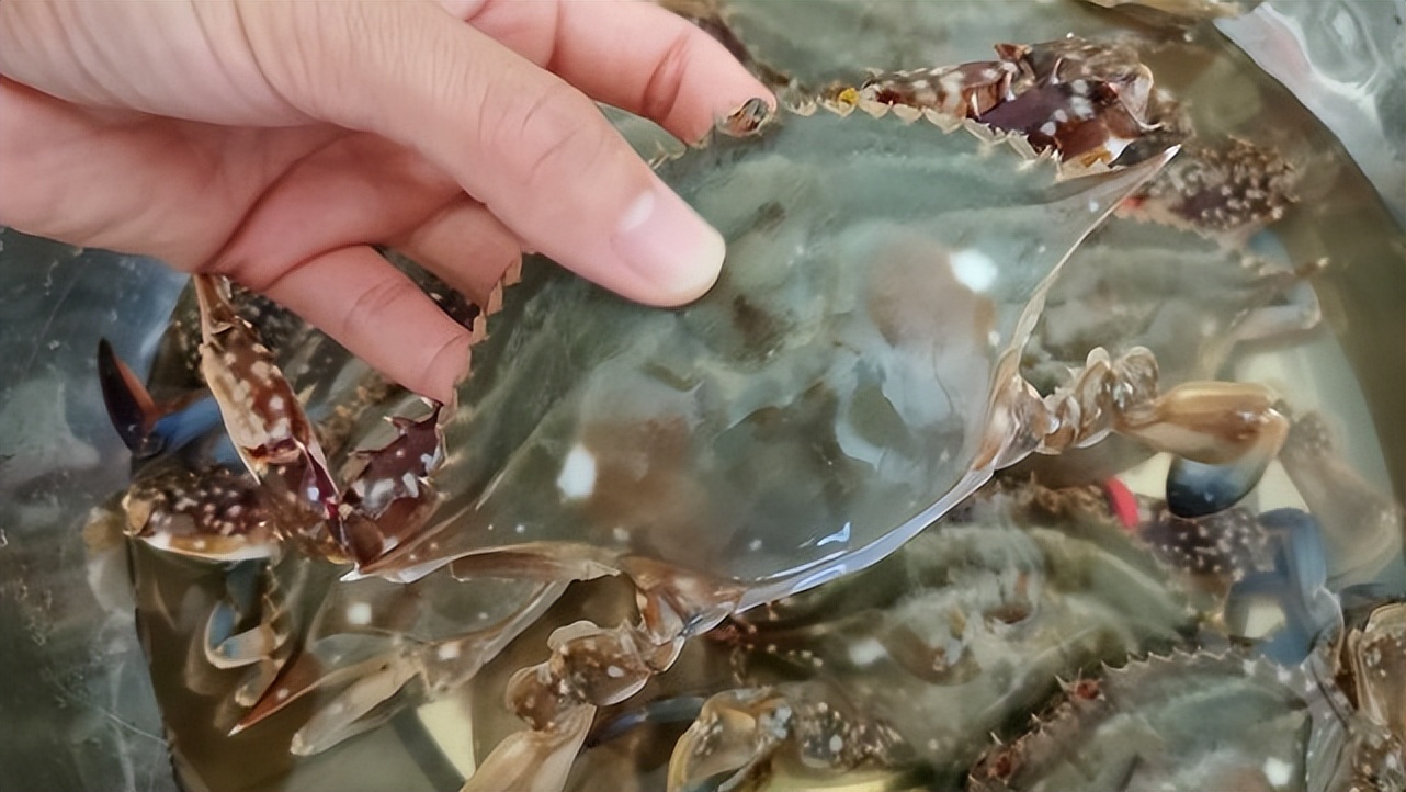 大螃蟹怎么挑选肥美,如何挑选螃蟹又肥又有膏黄