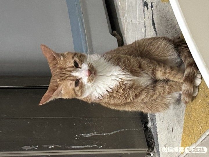 附近宠物店免费领养同城,猫狗领养平台免费赠送狗狗