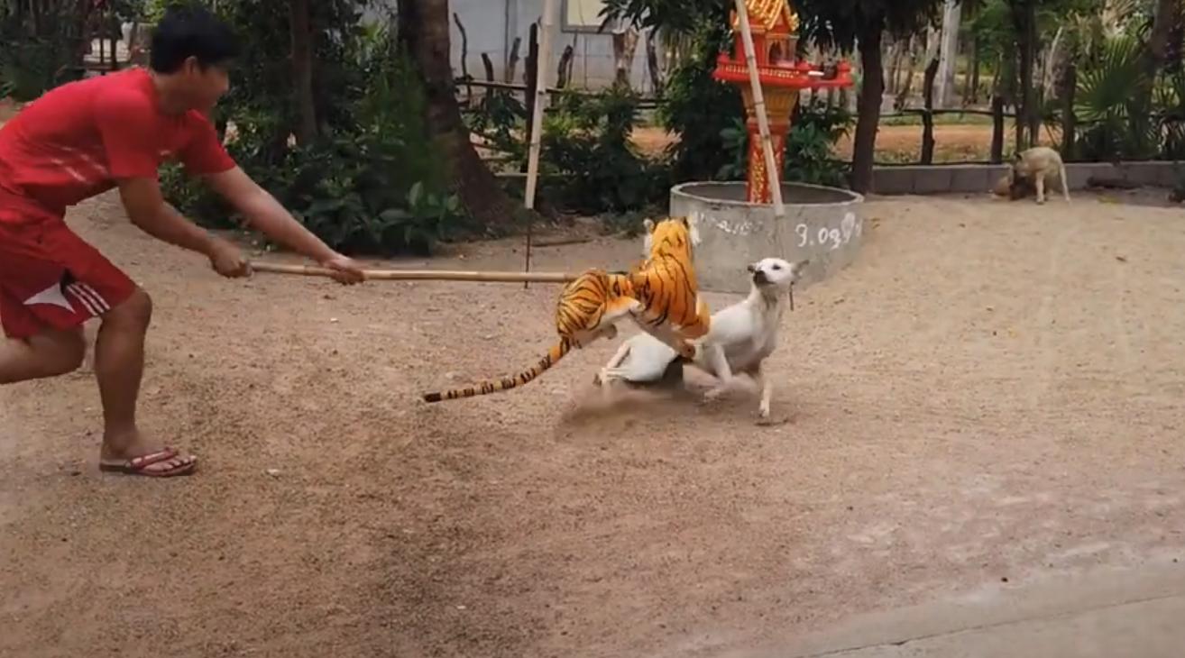 男子把狗吓尿,男子遇到怪物被吓尿