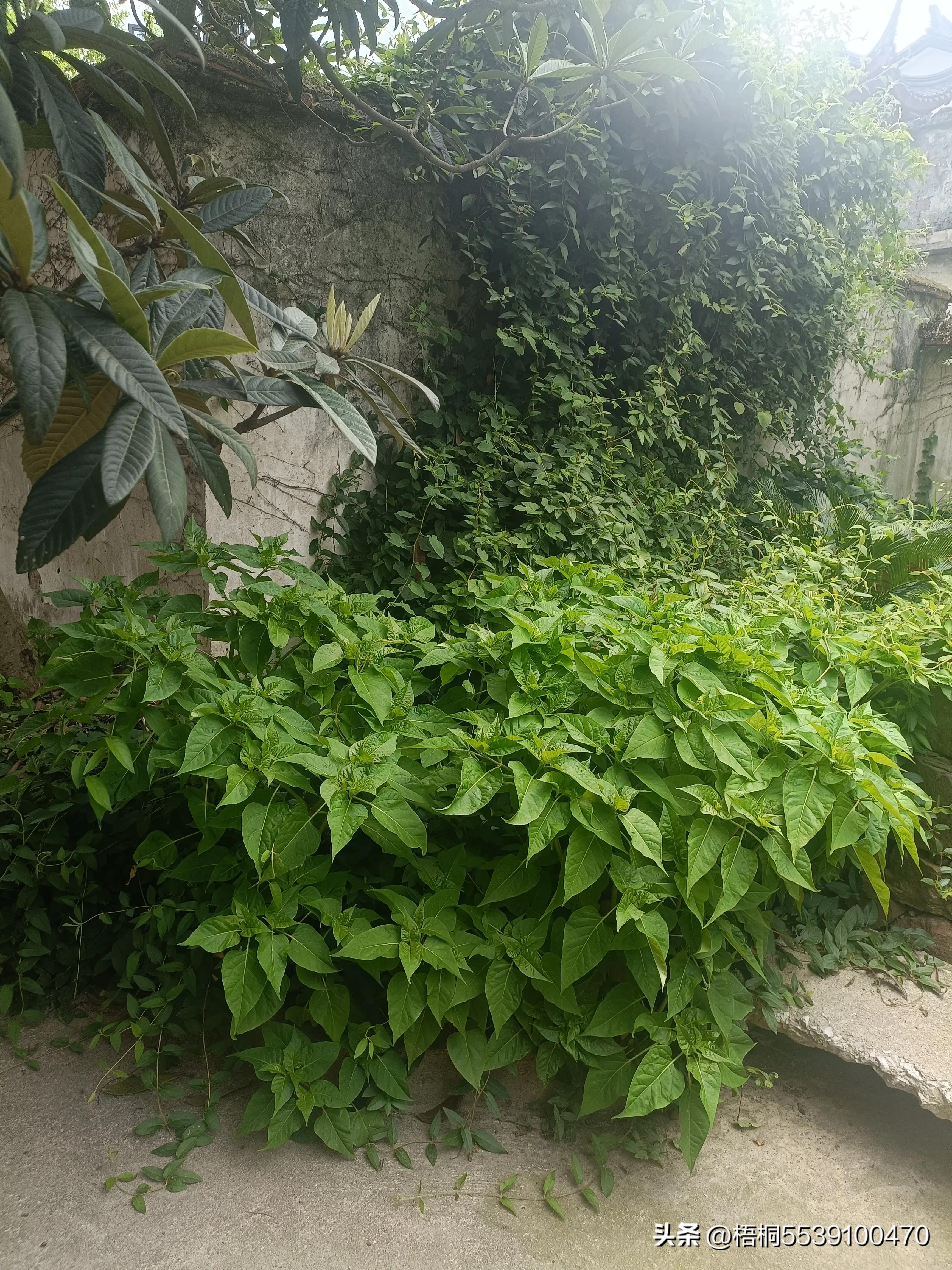 苏州洞庭西山有什么好玩的,苏州太湖东山还是西山好玩