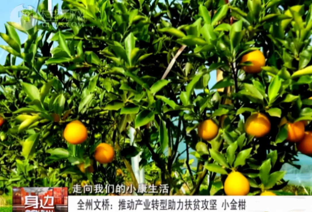 全州老果夫脆蜜金柑特色农业示范园晋级第七届广西创业大赛决赛