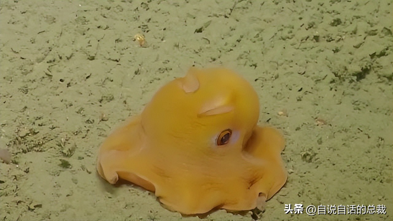 潜入深海寻找宝藏,潜入海底最深处你会发现什么