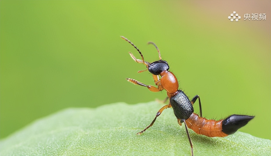 “我的脸被它毁容了…”毒液堪比硫酸！西安也有！