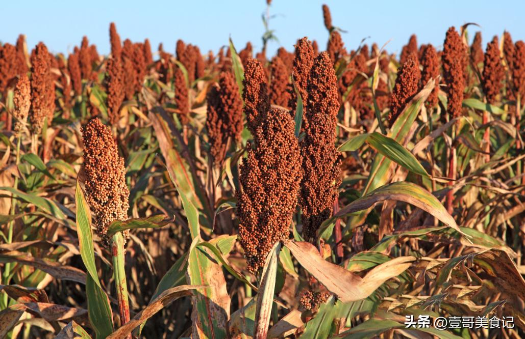 网上买酒靠谱吗,网上买酒都可靠吗