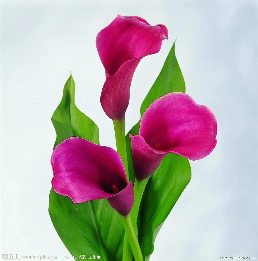 马蹄莲花开是什么样子,马蹄莲花开多少天