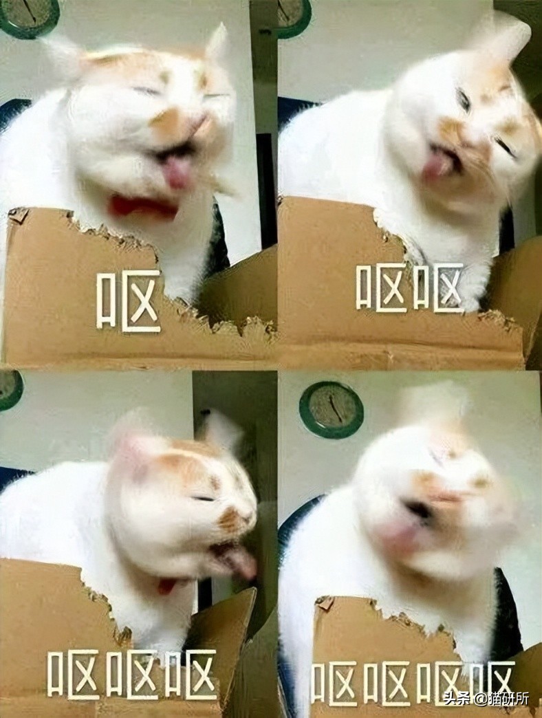 猫嘴里吐出半只蟑螂，如何消毒？在线等，急