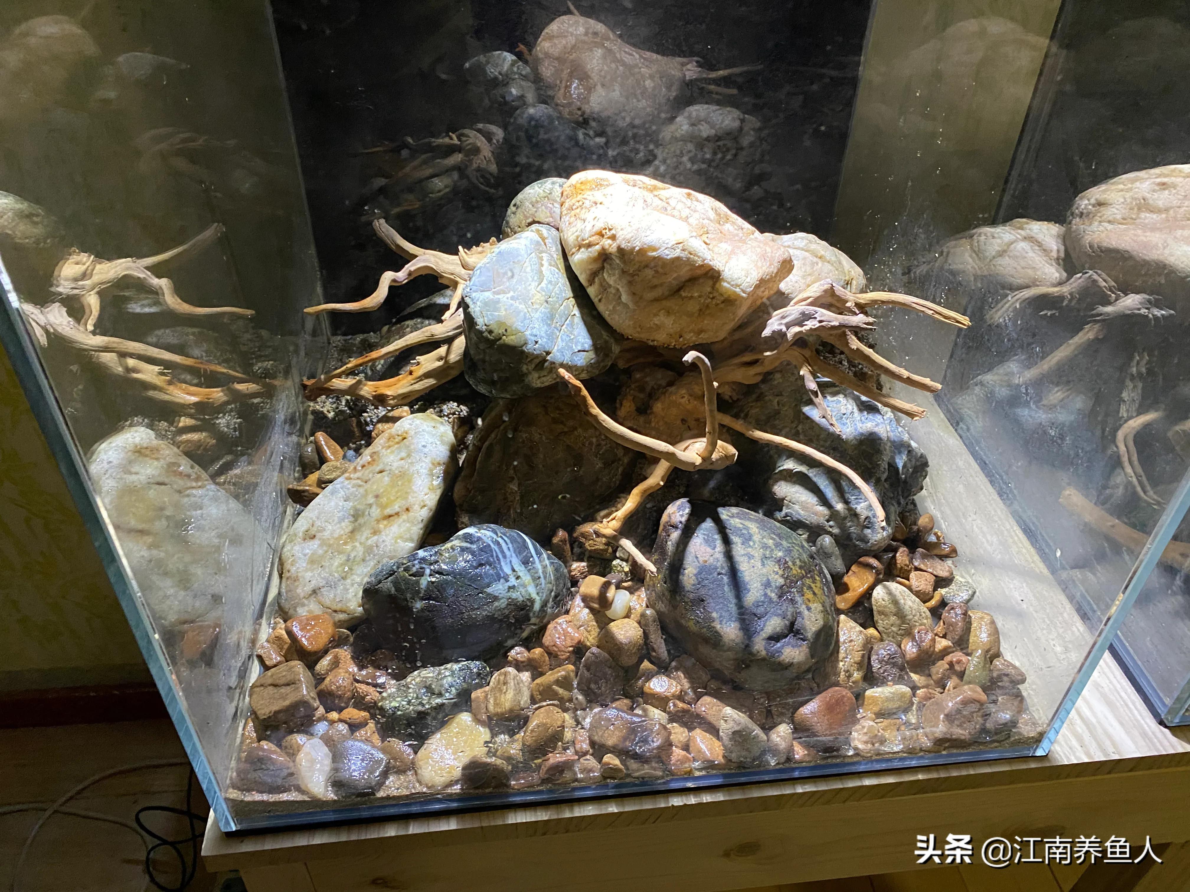 原生缸虾虎鱼怎么装过滤,原生态虾虎缸如何开缸养水