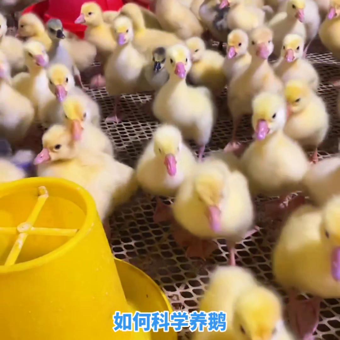 养鹅的基础知识和方法,养鹅必须具备的5个基本知识