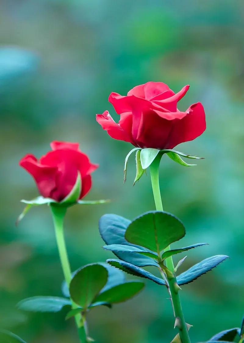 520浪漫玫瑰花壁纸,红玫瑰花壁纸大图