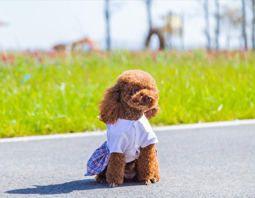 铲屎官有多宠宠物,铲屎官宠爱狗狗