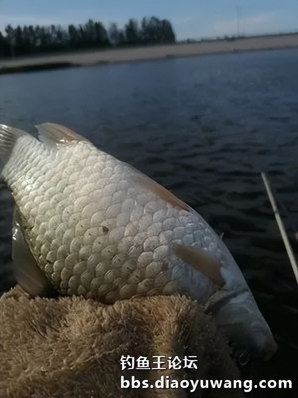 疯杀果香鲫，连竿上大翘