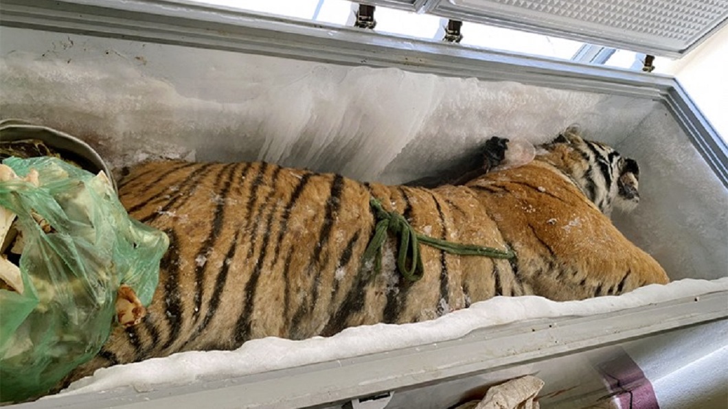 动物园的老虎死了尸体怎么办,动物园老虎的尸体怎样处理