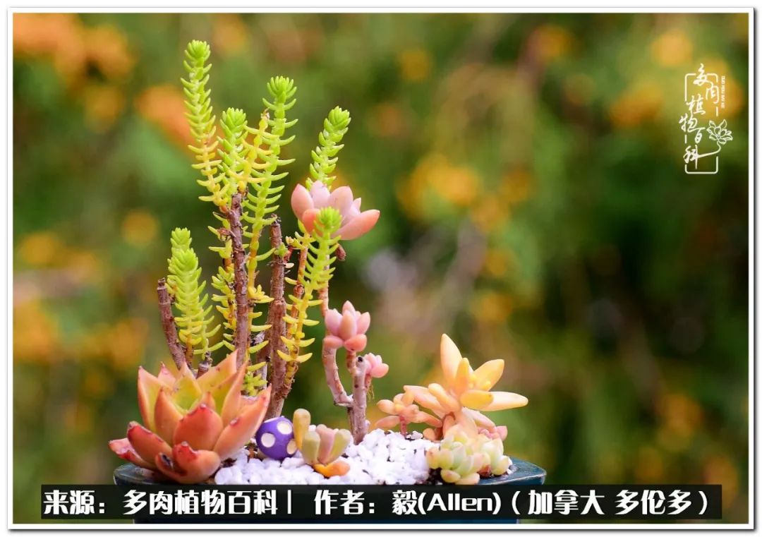 教你打造独一无二的多肉盆景,怎么在家种植多肉花卉盆景