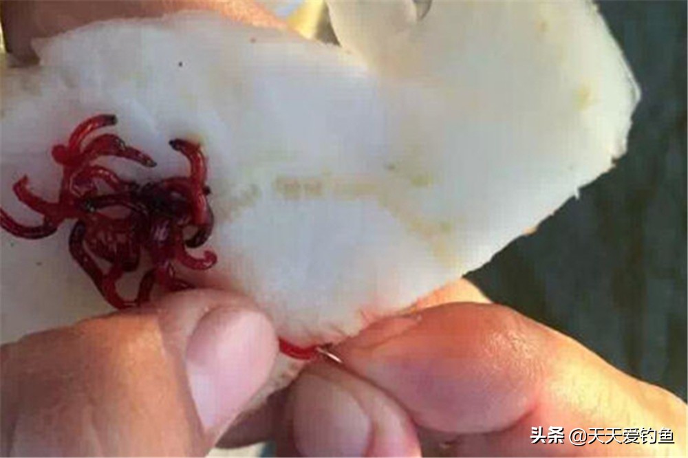 如何解决冷水鱼不开口,大冷天鱼为什么不开口